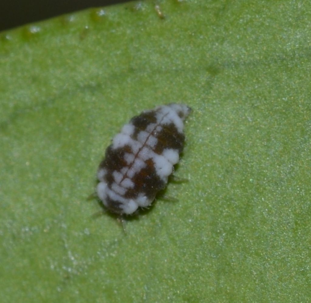 Larva di Semidalis cfr. aleyrodiformis  (Coniopterygidae)